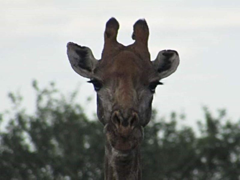 Raas En Rus Game Farm Dwaalboom Limpopo Province South Africa Unsaturated, Giraffe, Mammal, Animal, Herbivore, Moose