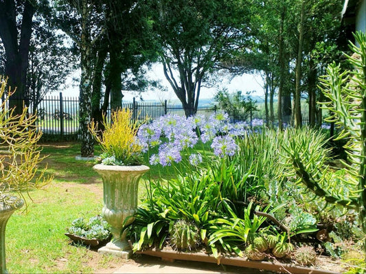 Rand Self Catering Accommodation Carolina Mpumalanga South Africa Plant, Nature, Garden