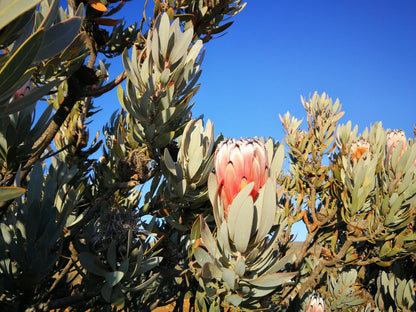 Rangers Reserve Touws River Western Cape South Africa Complementary Colors, Plant, Nature