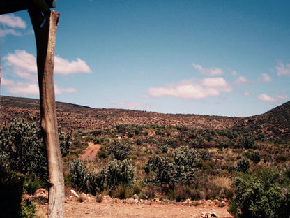 Rangers Reserve Touws River Western Cape South Africa Complementary Colors, Cactus, Plant, Nature, Forest, Tree, Wood