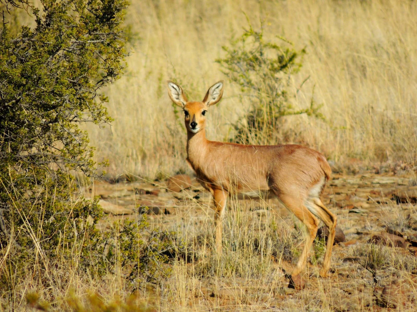 Raptor Ridge Lodge Gariep Dam Free State South Africa Sepia Tones, Deer, Mammal, Animal, Herbivore