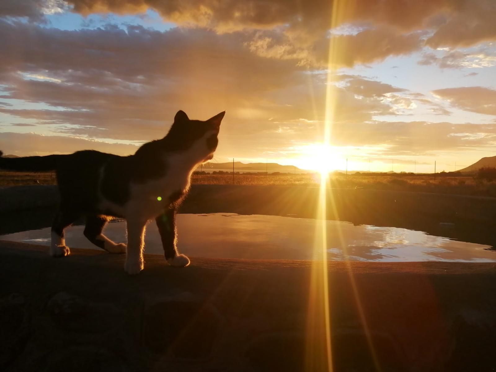 Raptor Ridge Lodge Gariep Dam Free State South Africa Dog, Mammal, Animal, Pet, Sunset, Nature, Sky