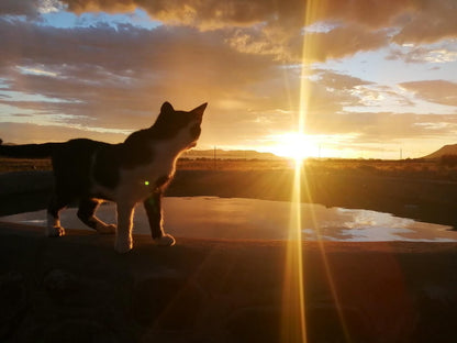 Raptor Ridge Lodge Gariep Dam Free State South Africa Dog, Mammal, Animal, Pet, Sunset, Nature, Sky