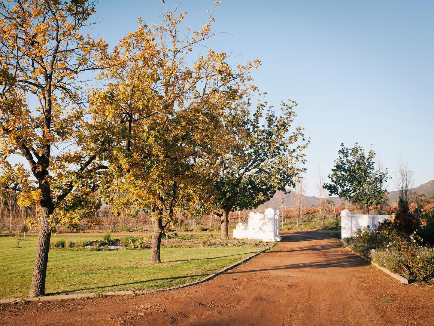 Raptor Rise Tulbagh Western Cape South Africa Complementary Colors, Tree, Plant, Nature, Wood, Autumn