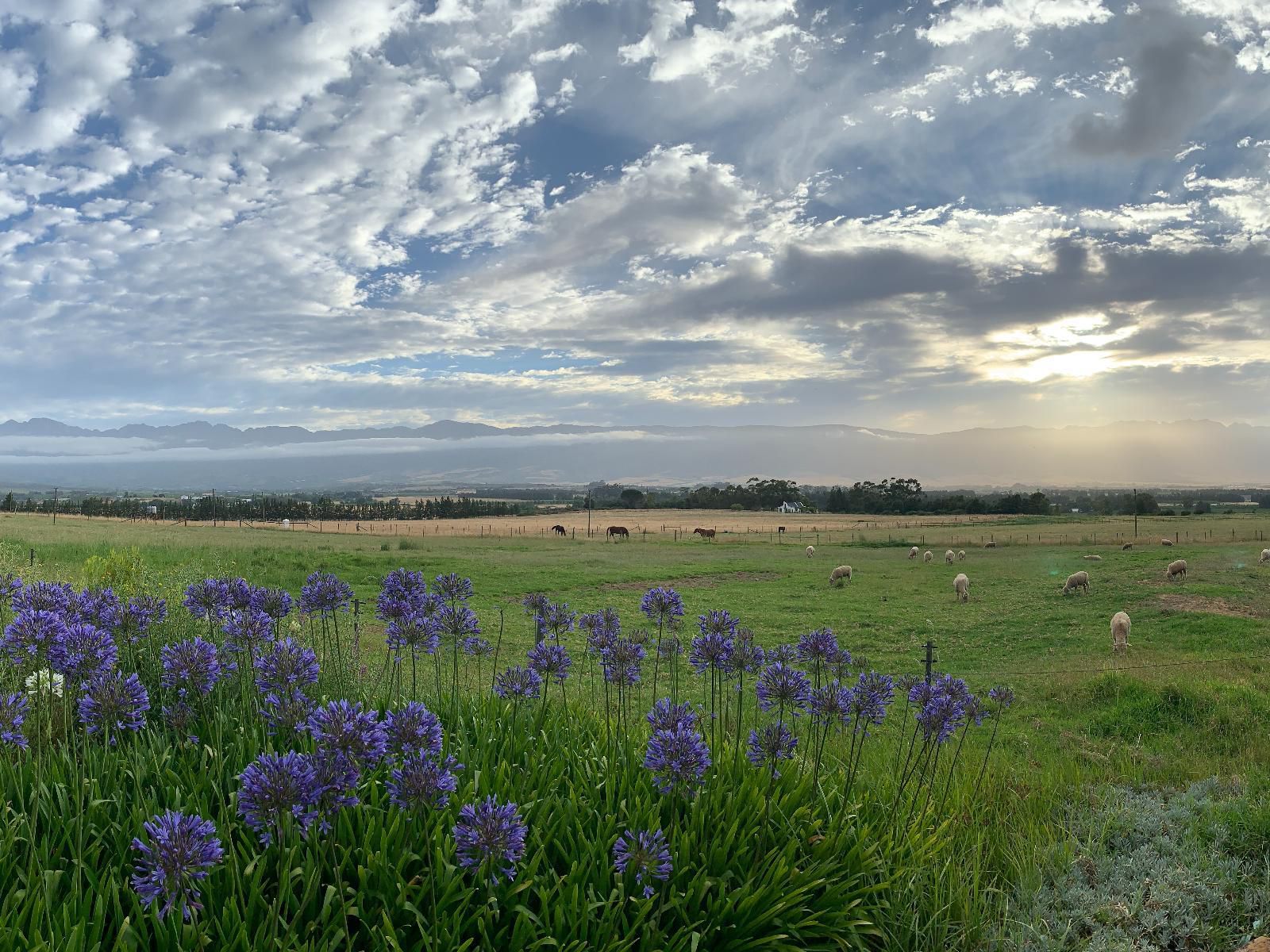 Raptor Rise Tulbagh Western Cape South Africa Field, Nature, Agriculture, Lavender, Plant, Lowland