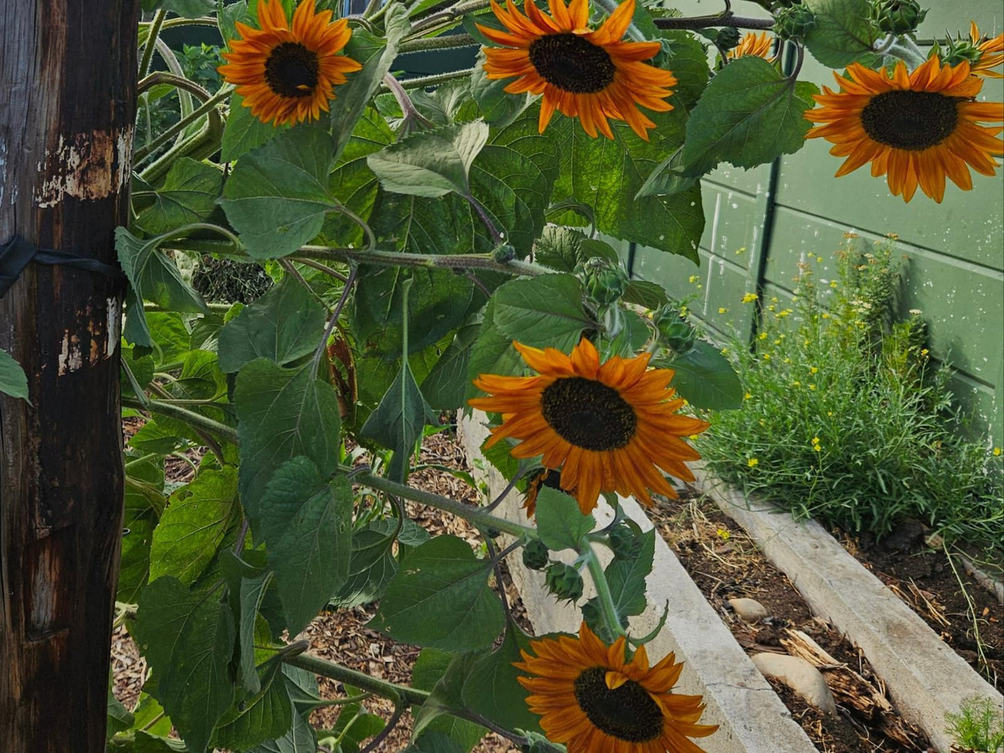 Rawsonville House, Flower, Plant, Nature, Sunflower, Garden