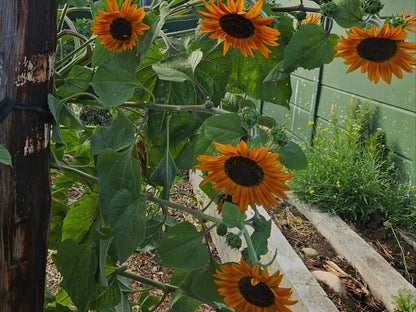 Rawsonville House, Flower, Plant, Nature, Sunflower, Garden