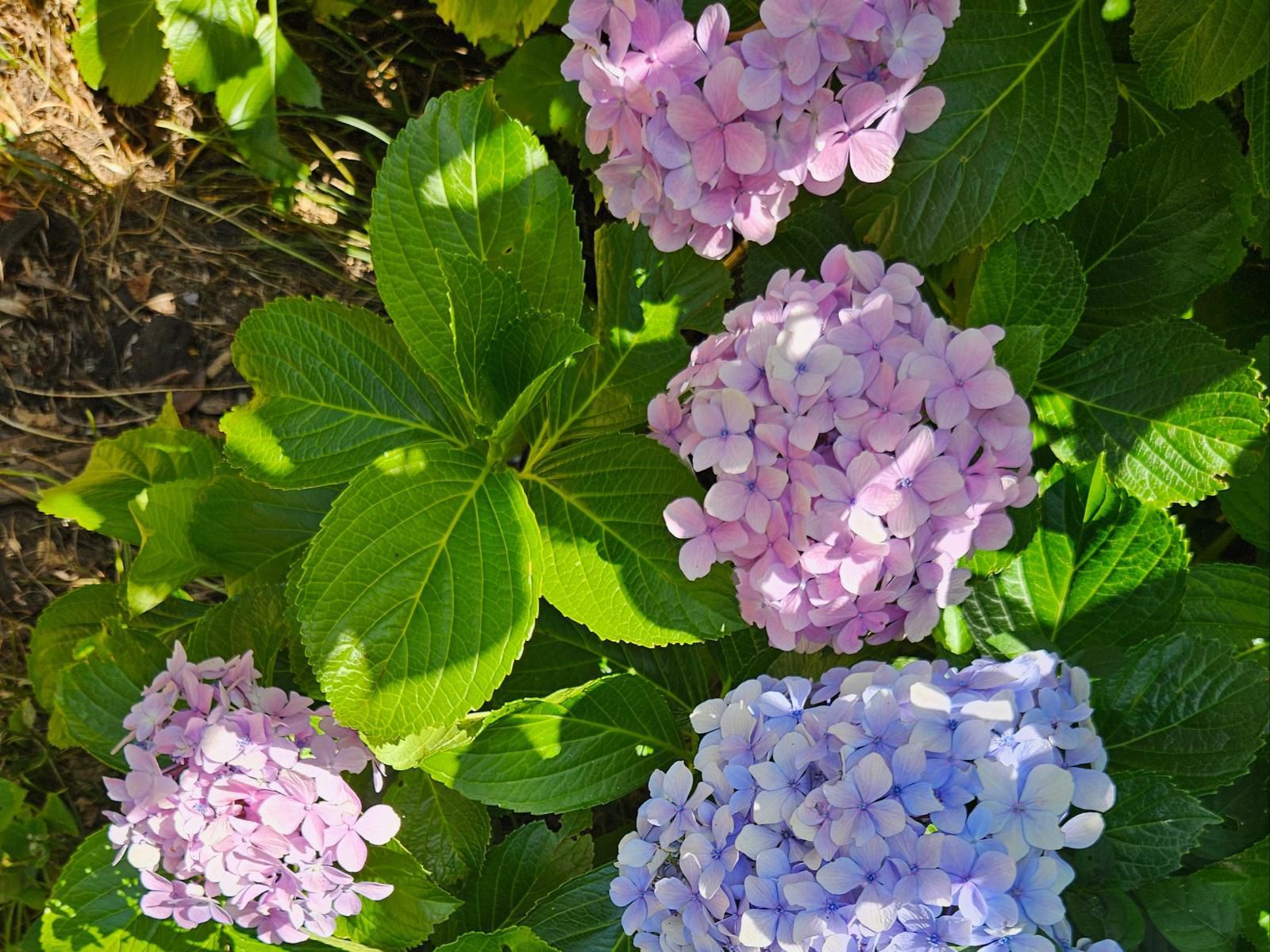 Rawsonville House, Blossom, Plant, Nature, Flower, Garden