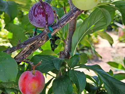 Rawsonville House, Food, Fruit