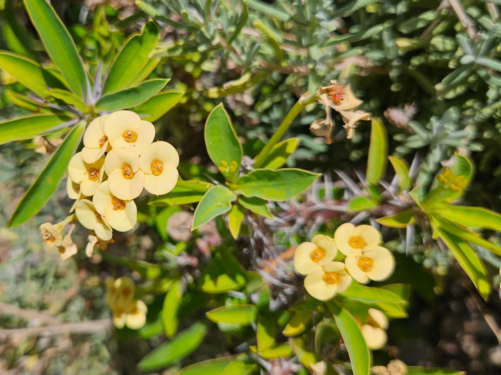 Rawsonville House, Plant, Nature