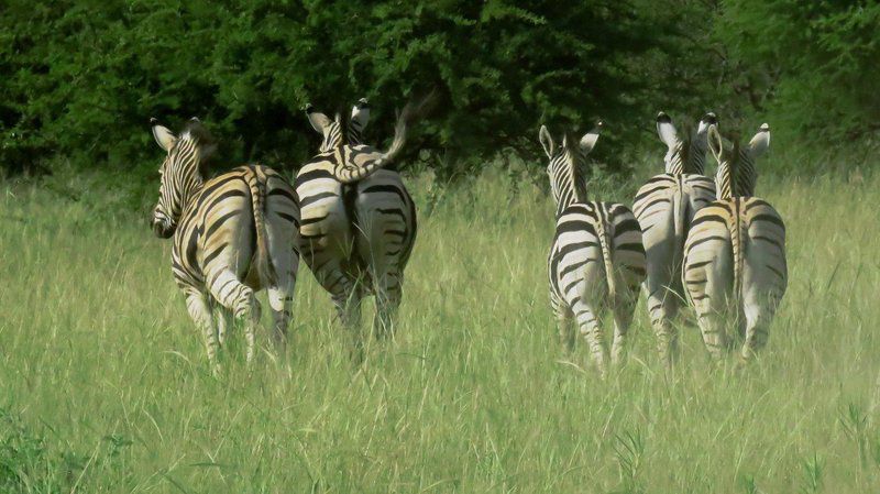 Re Tse Peli Game Lodge Naboomspruit Limpopo Province South Africa Zebra, Mammal, Animal, Herbivore