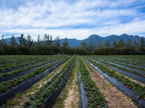 Redberry Farm Blanco George Western Cape South Africa Field, Nature, Agriculture, Vegetable, Food