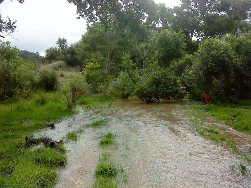 Red Earth Magaliesburg Gauteng South Africa River, Nature, Waters, Tree, Plant, Wood