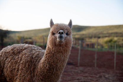 Red Sands Country Lodge Kuruman Northern Cape South Africa Llama, Mammal, Animal, Herbivore