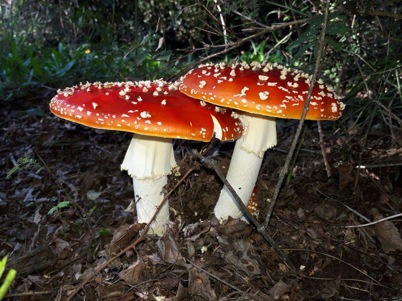 Redwood Chalet Hogsback Eastern Cape South Africa Mushroom, Nature