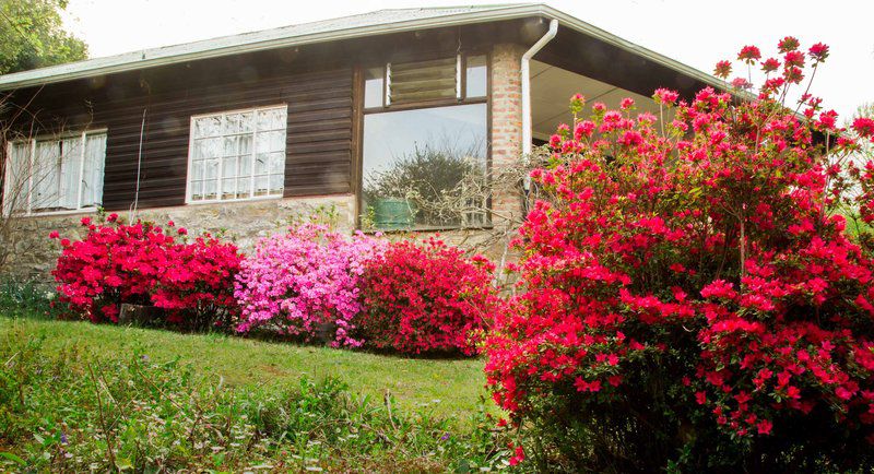 Redwood Manor Hogsback Eastern Cape South Africa Plant, Nature