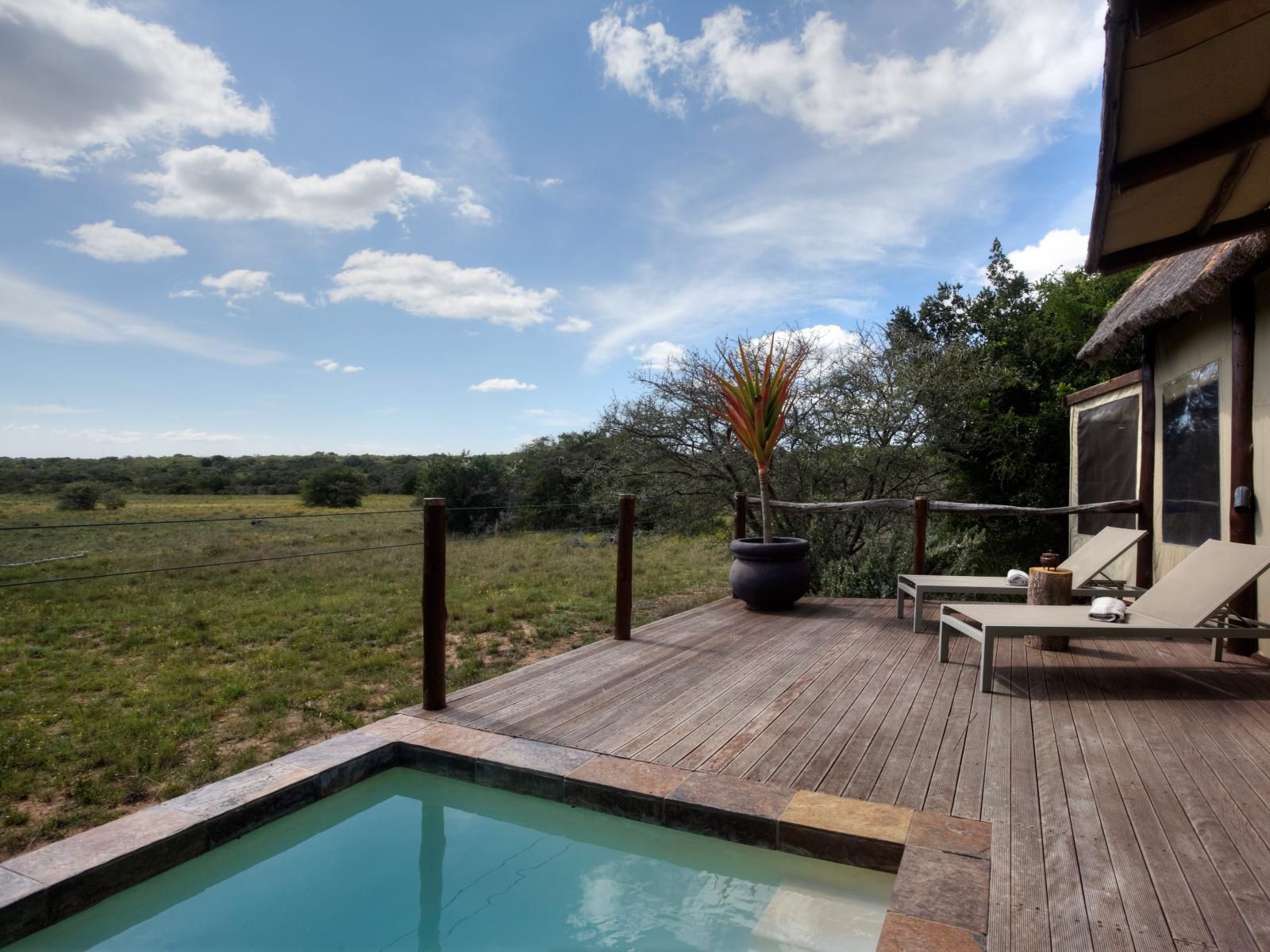 Amakhala Bush Lodge Amakhala Game Reserve Eastern Cape South Africa Swimming Pool