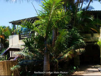 Reefteach Lodge Sodwana Bay Kwazulu Natal South Africa Palm Tree, Plant, Nature, Wood