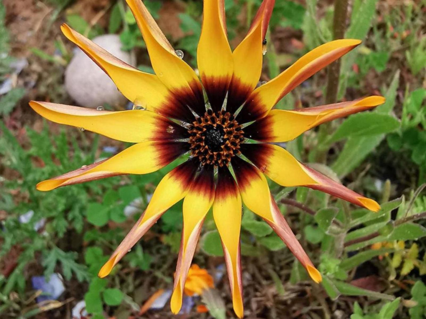 Sea Breeze Lamberts Bay Western Cape South Africa Flower, Plant, Nature, Sunflower