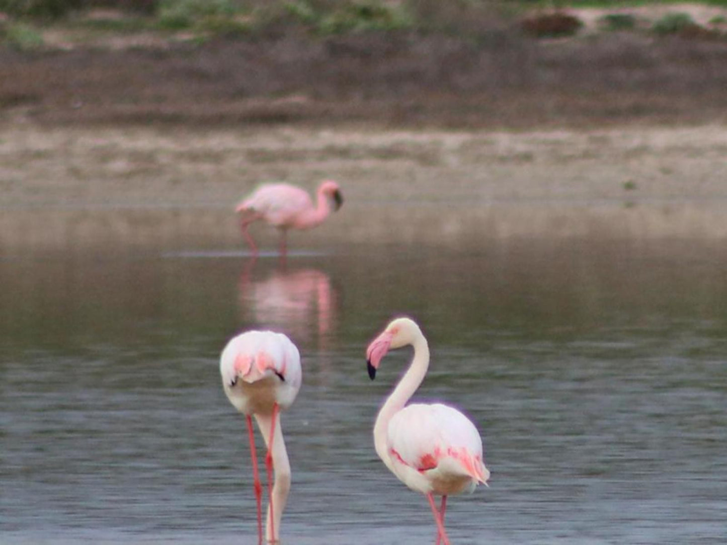 Sea Breeze Lamberts Bay Western Cape South Africa Unsaturated, Flamingo, Bird, Animal