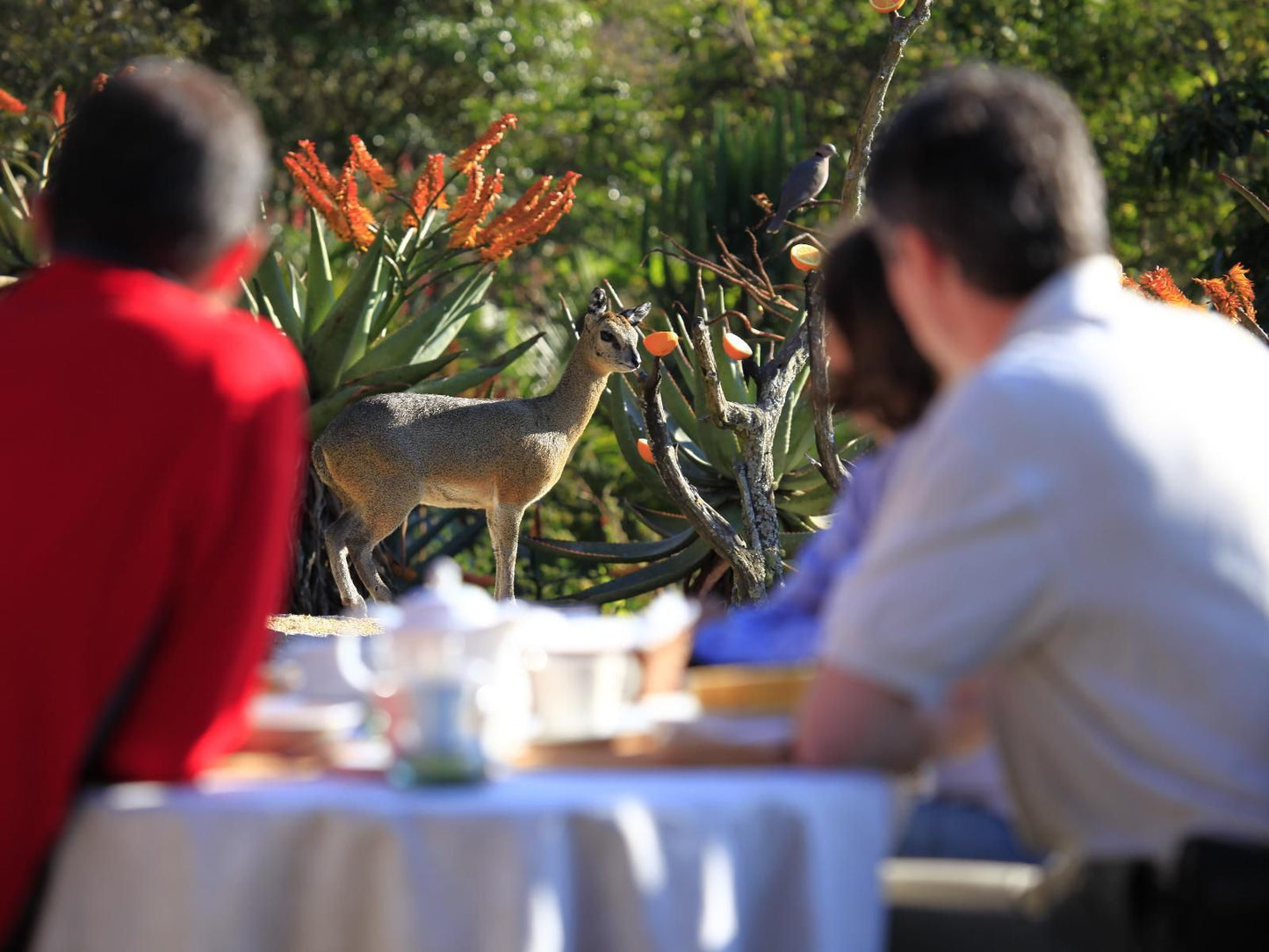 Reilly'S Rock Hilltop Lodge, Deer, Mammal, Animal, Herbivore, Person