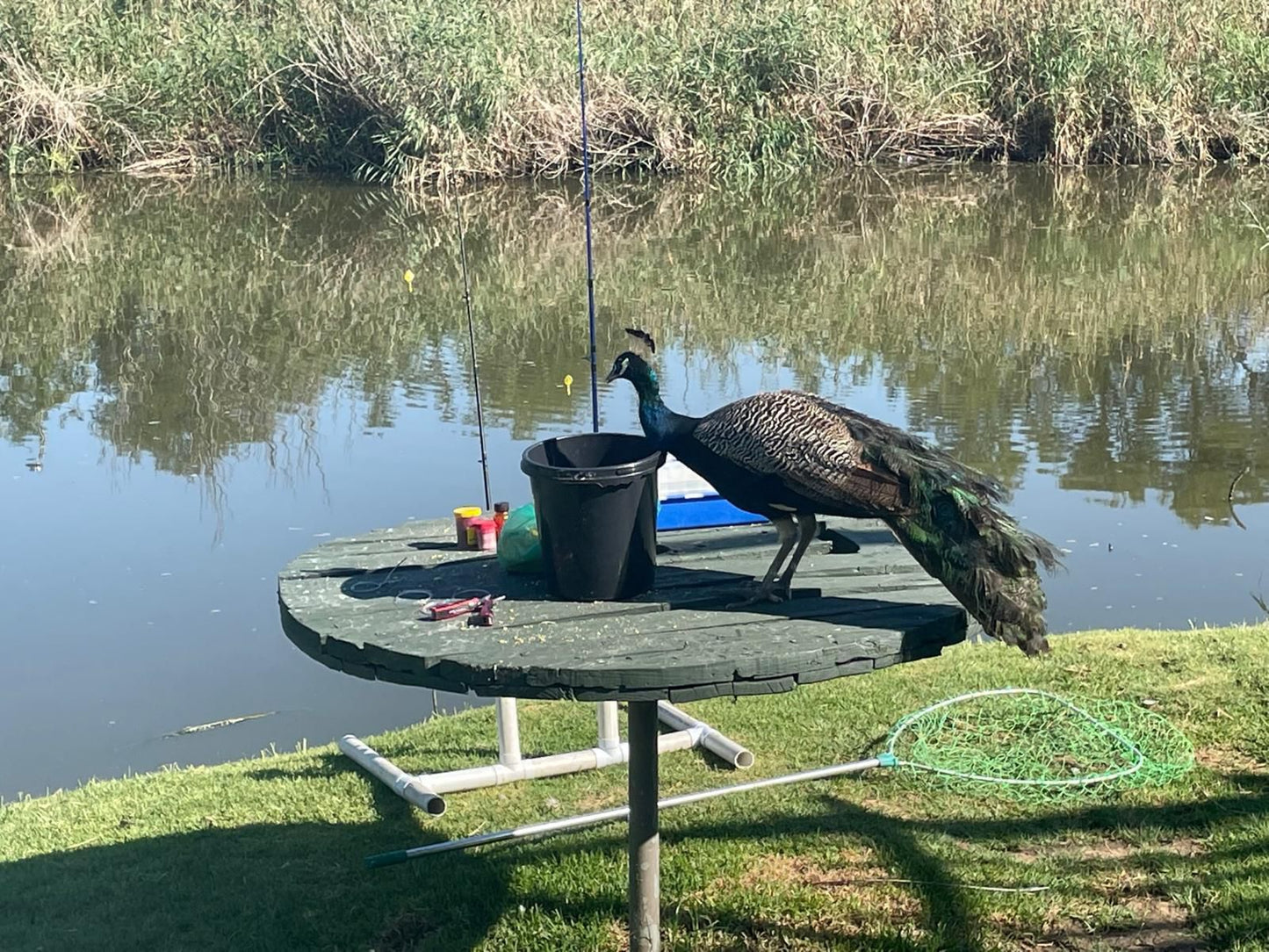 Reinheim River Chalets Glen Bloemfontein Free State South Africa Bird, Animal, Lake, Nature, Waters