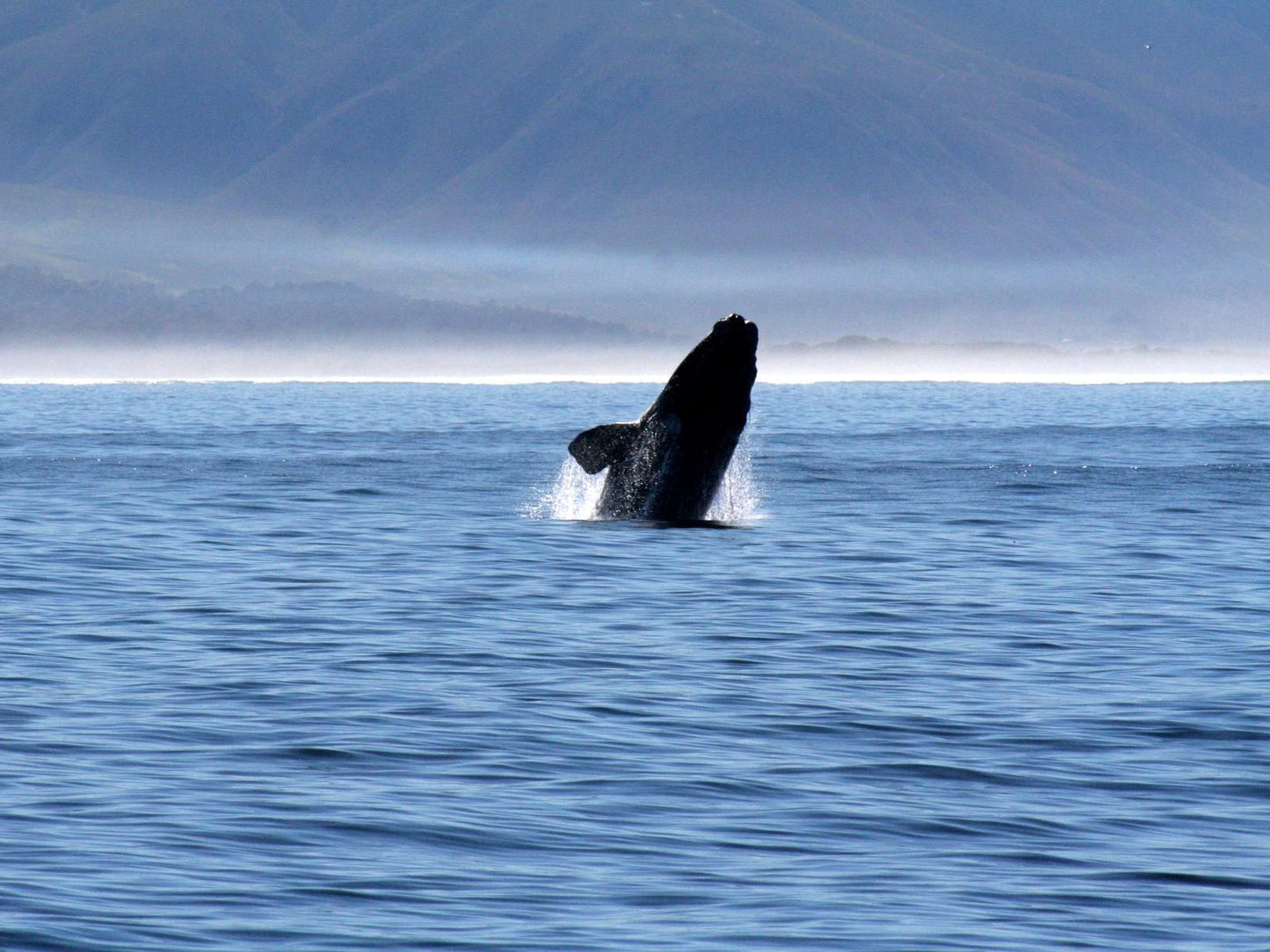 Remote Locations Witsand Witsand Western Cape South Africa Whale, Marine Animal, Animal