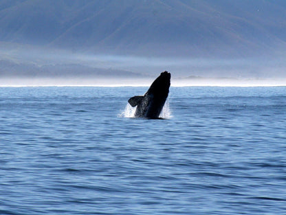 Remote Locations Witsand Witsand Western Cape South Africa Whale, Marine Animal, Animal