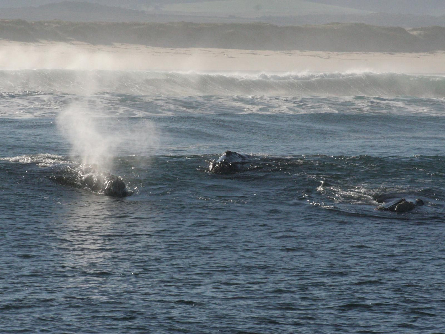 Remote Locations Witsand Witsand Western Cape South Africa Unsaturated, Whale, Marine Animal, Animal, Ocean, Nature, Waters