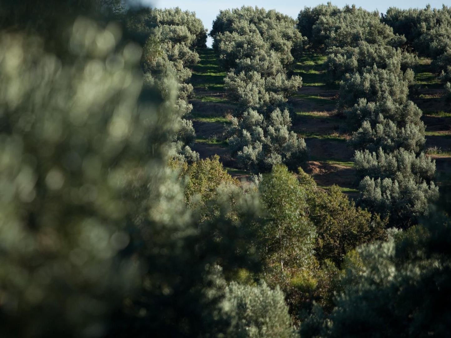 Retreat At Waterfall Valley, Field, Nature, Agriculture, Tree, Plant, Wood