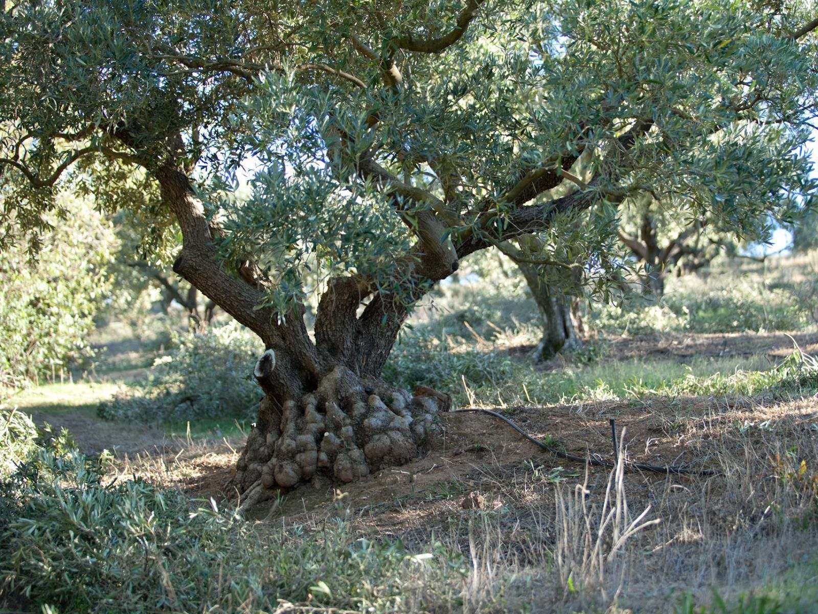 Retreat At Waterfall Valley, Plant, Nature, Tree, Wood