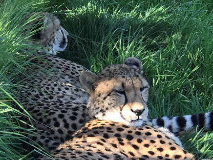 Retreat At Waterfall Valley, Cheetah, Mammal, Animal, Big Cat, Predator