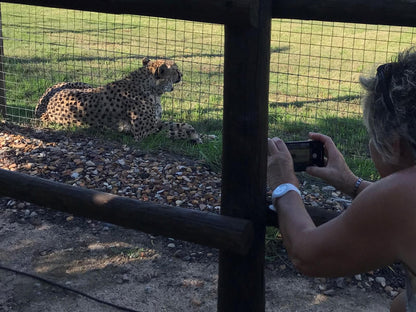 Retreat At Waterfall Valley, Cheetah, Mammal, Animal, Big Cat, Predator, Person, Portrait