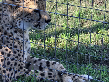 Retreat At Waterfall Valley, Cheetah, Mammal, Animal, Big Cat, Predator