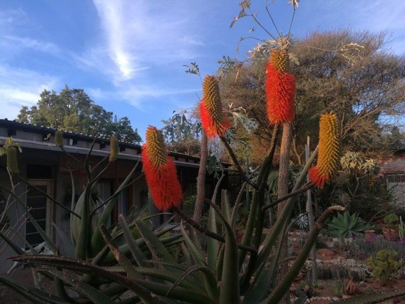 Retro Motel Kameeldrift East Pretoria Tshwane Gauteng South Africa Cactus, Plant, Nature