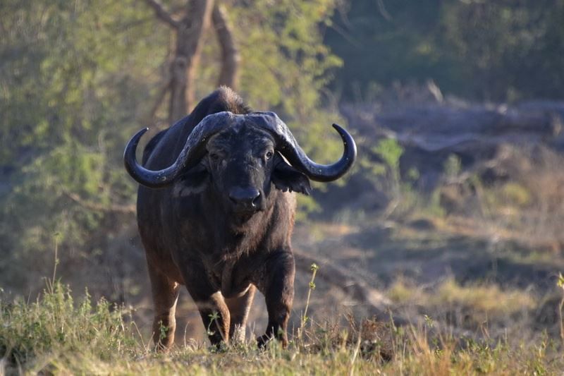 Returnafrica Pafuri Luxury Tented Camp North Kruger Park Mpumalanga South Africa Water Buffalo, Mammal, Animal, Herbivore