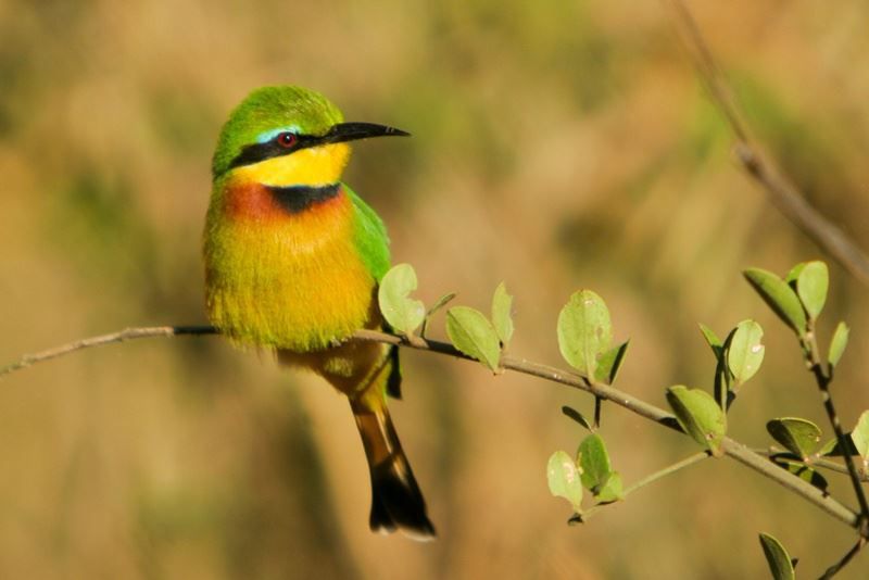 Returnafrica Pafuri Luxury Tented Camp North Kruger Park Mpumalanga South Africa Sepia Tones, Toucan, Bird, Animal