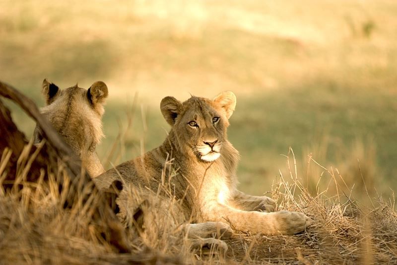 Returnafrica Pafuri Luxury Tented Camp North Kruger Park Mpumalanga South Africa Sepia Tones, Lion, Mammal, Animal, Big Cat, Predator