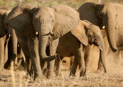 Returnafrica Pafuri Luxury Tented Camp North Kruger Park Mpumalanga South Africa Sepia Tones, Elephant, Mammal, Animal, Herbivore