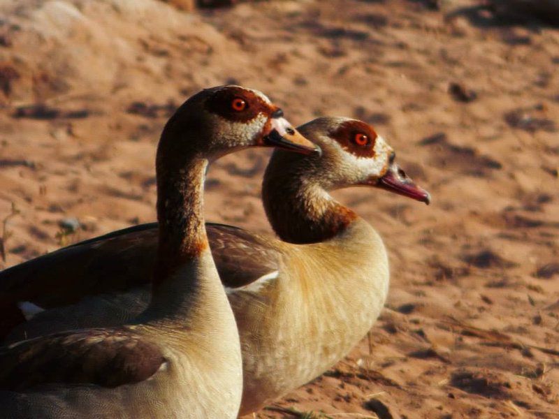 Rhenosterpoort Water Retreat Rankins Pass Limpopo Province South Africa Goose, Bird, Animal