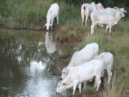 Rhenosterpoort Water Retreat Rankins Pass Limpopo Province South Africa Unsaturated, Water Buffalo, Mammal, Animal, Herbivore