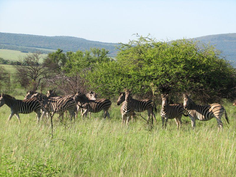 Rhenosterpoort Water Retreat Rankins Pass Limpopo Province South Africa Zebra, Mammal, Animal, Herbivore