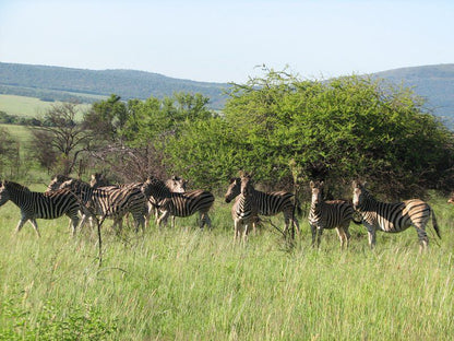 Rhenosterpoort Water Retreat Rankins Pass Limpopo Province South Africa Zebra, Mammal, Animal, Herbivore