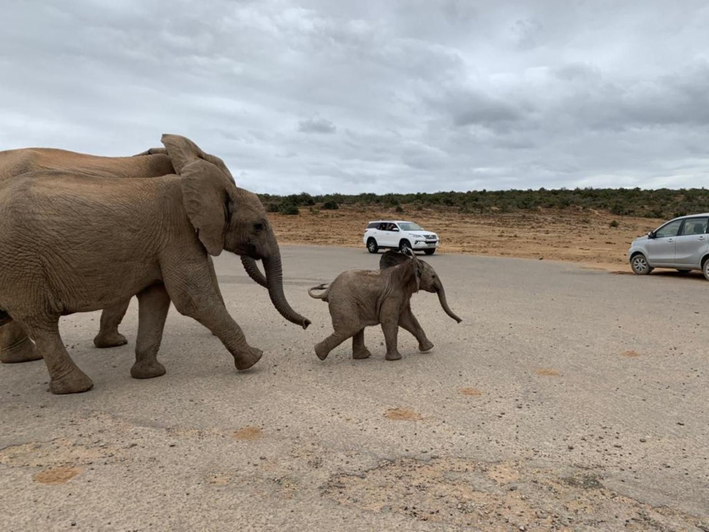 Rhino House Mogwase North West Province South Africa Elephant, Mammal, Animal, Herbivore