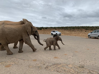 Rhino House Mogwase North West Province South Africa Elephant, Mammal, Animal, Herbivore