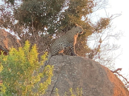 Rhino House Mogwase North West Province South Africa Leopard, Mammal, Animal, Big Cat, Predator