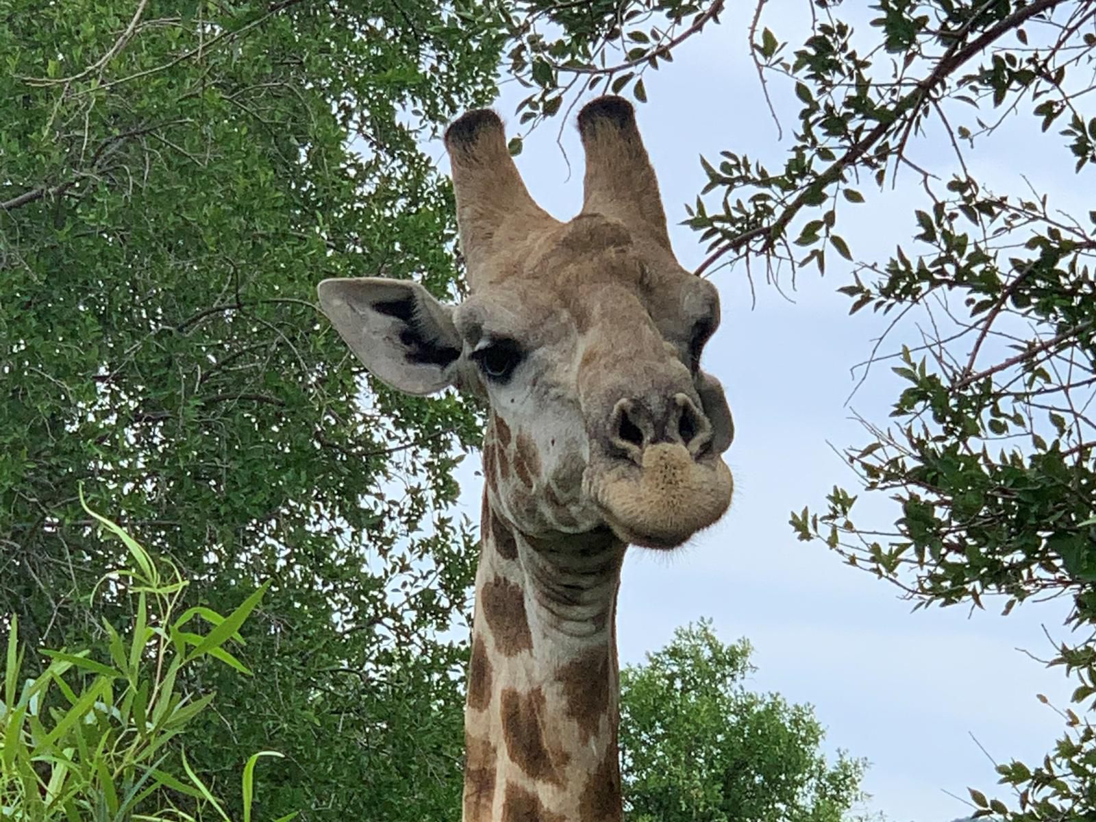 Rhino House Mogwase North West Province South Africa Giraffe, Mammal, Animal, Herbivore