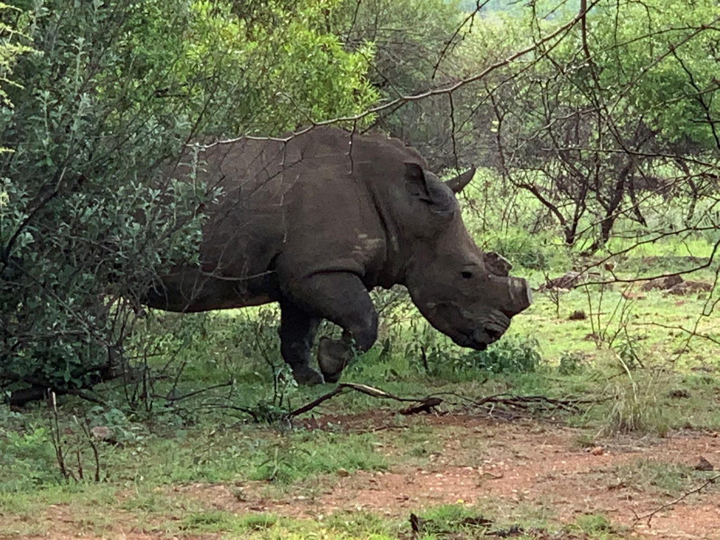 Rhino House Mogwase North West Province South Africa Rhino, Mammal, Animal, Herbivore