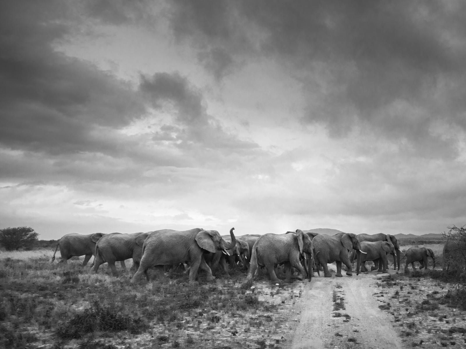 Rhino Sands Safari Camp, Colorless, Black and White, Animal