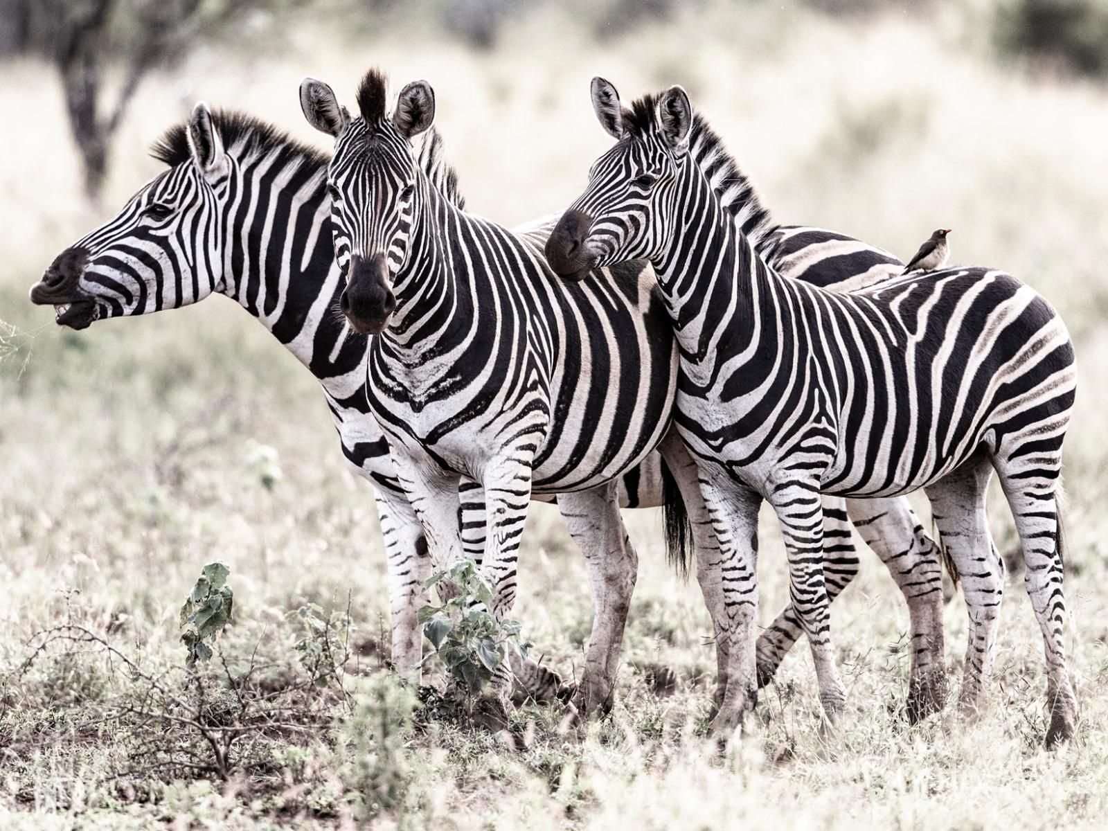 Rhino Sands Safari Camp, Zebra, Mammal, Animal, Herbivore